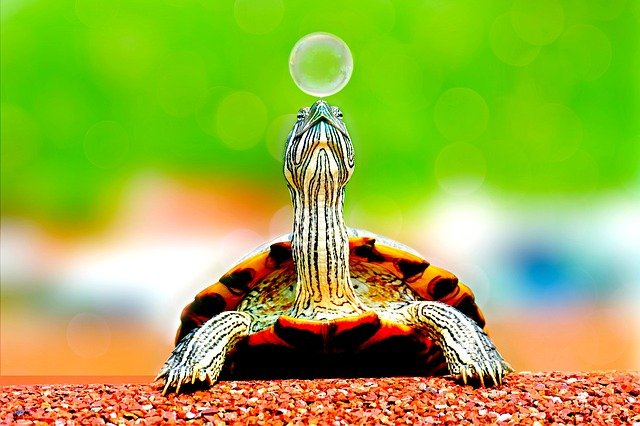 Tortue avec une bulle sur le nez. Animal lent qui prend son temps