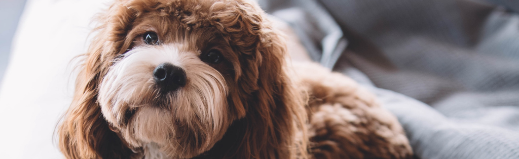 Un chien sur un lit